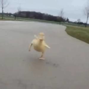 Meet your Posher, Jolly